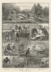 Fish-Breeding, a Surrey Trout-Farm